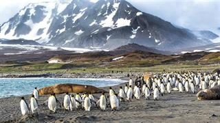 Γρίπη των πτηνών: Για πρώτη φορά στην ενδοχώρα της Ανταρκτικής